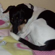 Dansk svensk gaardhund Malte....