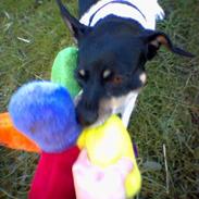 Dansk svensk gaardhund Malte....