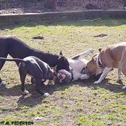 Amerikansk staffordshire terrier Gang-staff FunFun (R.I.P)