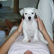 Jack russell terrier Floppy killer