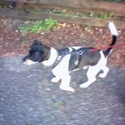 Dansk svensk gaardhund Malte....