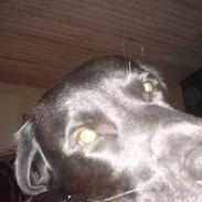 Labrador retriever konrad