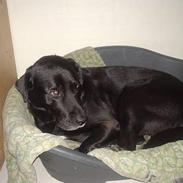 Labrador retriever konrad