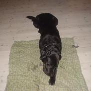 Labrador retriever konrad