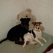 Jack russell terrier Lille Lindholts Anton