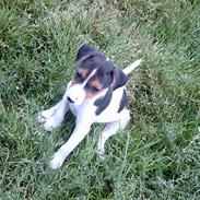 Jack russell terrier Lille Lindholts Anton