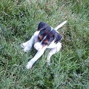 Jack russell terrier Lille Lindholts Anton