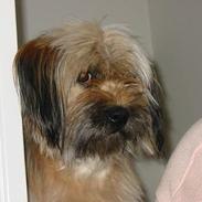 Tibetansk terrier Fifi