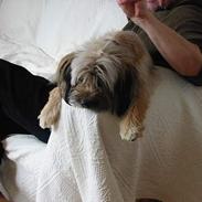 Tibetansk terrier Fifi
