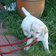 Golden retriever Cico