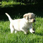 Golden retriever Cico