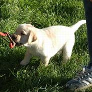 Golden retriever Cico