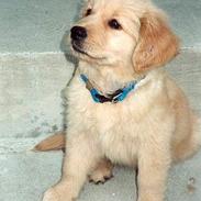 Golden retriever Cico