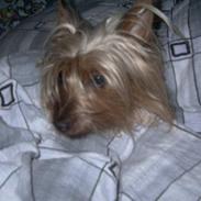 Australian silky terrier Silkyway's Sille Silk