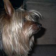 Australian silky terrier Silkyway's Sille Silk