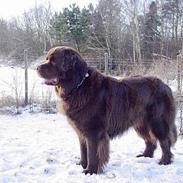 Newfoundlænder Nico