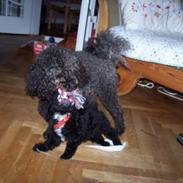 Dværgpuddel Blackie