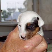 Jack russell terrier Filur