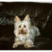 Australian silky terrier Santo
