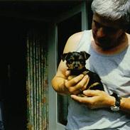 Australian silky terrier Santo