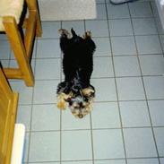 Australian silky terrier Santo