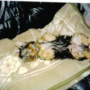 Australian silky terrier Santo