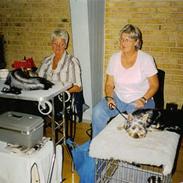 Australian silky terrier Santo