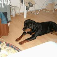 Rottweiler bølle