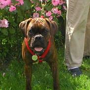 Boxer Tanja