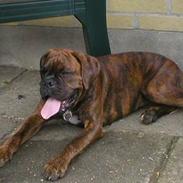 Boxer Tanja
