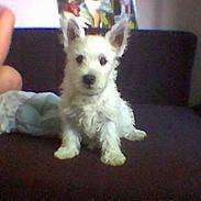 West highland white terrier Maxx