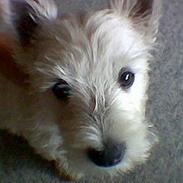 West highland white terrier Maxx