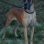 Grand danois Jorvik´s Freja