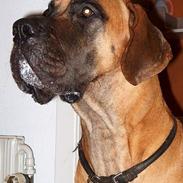 Grand danois Jorvik´s Freja