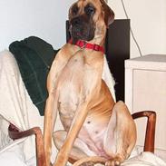 Grand danois Jorvik´s Freja