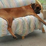 Grand danois Jorvik´s Freja