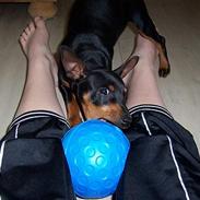 Dvaergpinscher PiriPiri'z Antoni Alegend