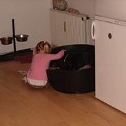 Rottweiler bølle