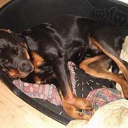 Rottweiler bølle