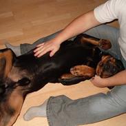 Rottweiler bølle
