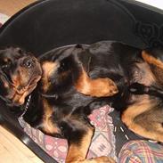 Rottweiler bølle