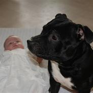 Staffordshire bull terrier *Puste*