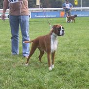 Boxer Rodsteds Dina