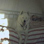 Samojedhund Wanda ShowGirl of Mikada