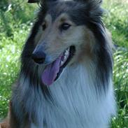 Collie langhåret Lassie