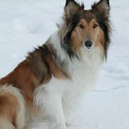 Collie langhåret Lassie