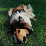Collie langhåret Lassie