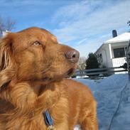 Nova scotia duck tolling retriever Troy