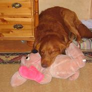 Nova scotia duck tolling retriever Troy