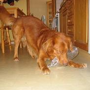 Nova scotia duck tolling retriever Troy